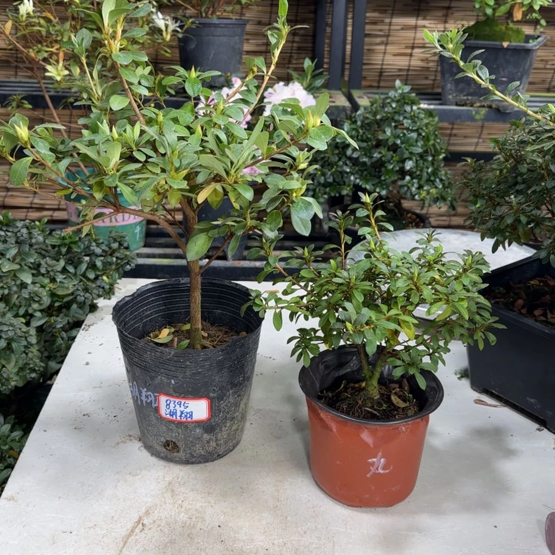 亦***空完全开放湖翔日之丸