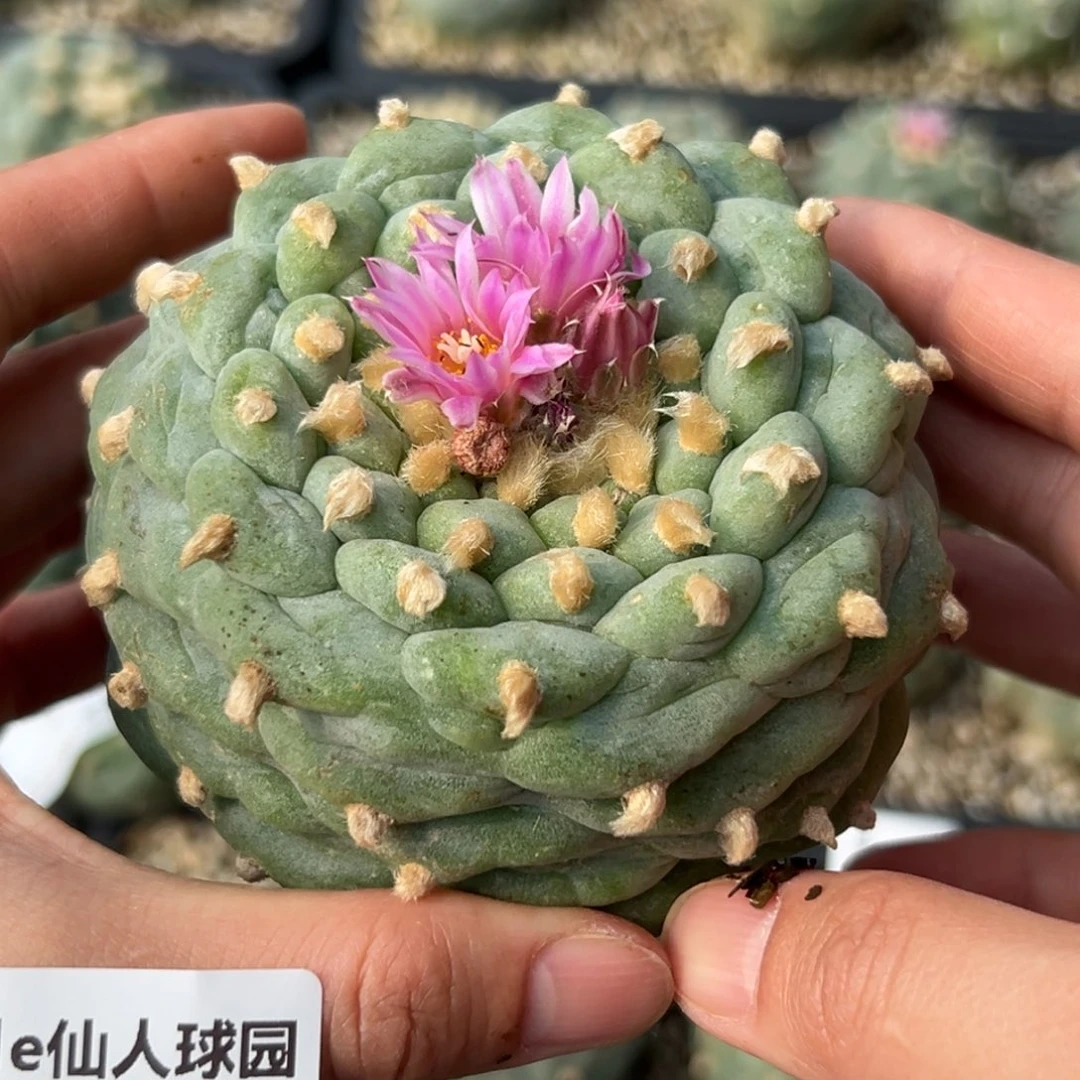 134 根点 仙人球的故事