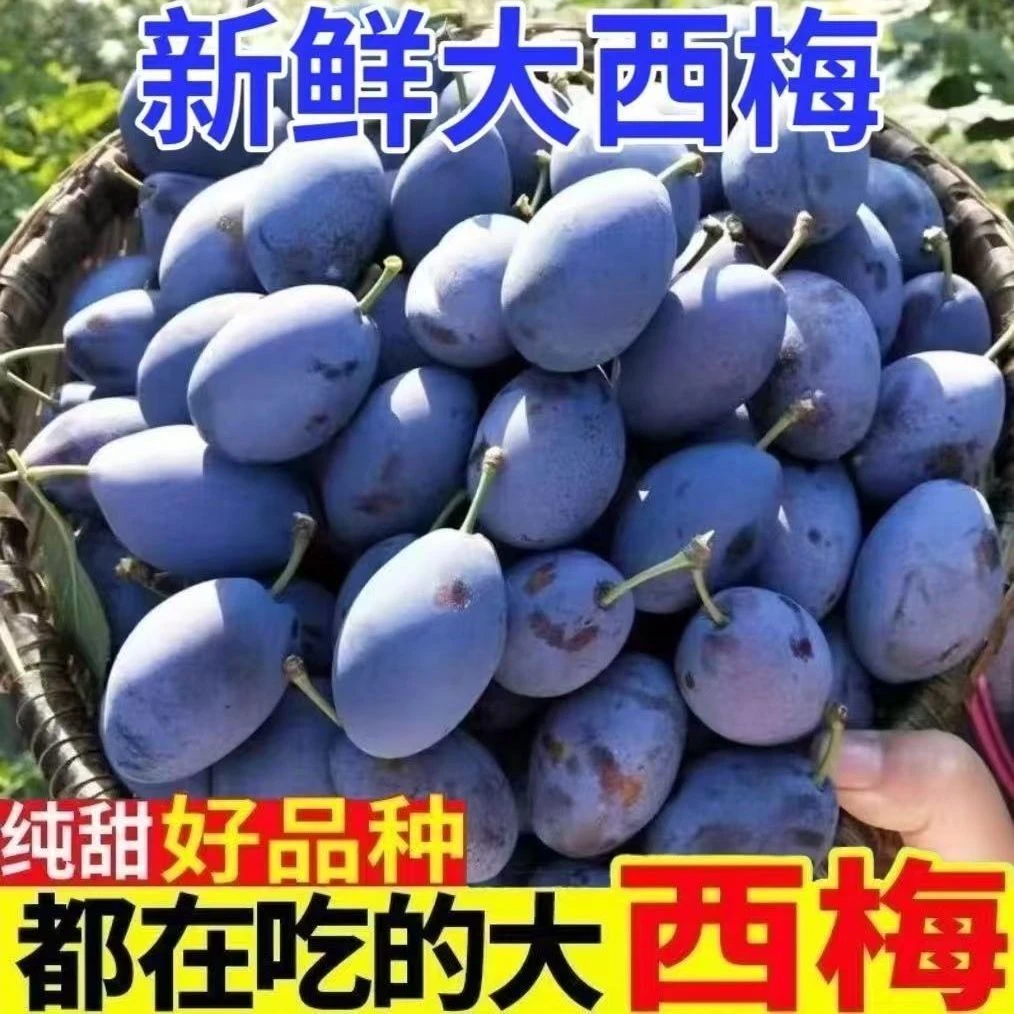 来自团长正咖严选四川汶川高山蓝蜜西梅新鲜水果当季整箱全国包邮