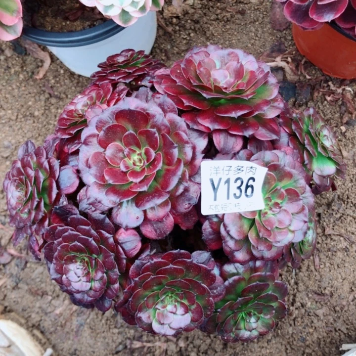 美姬136尺寸20左右2