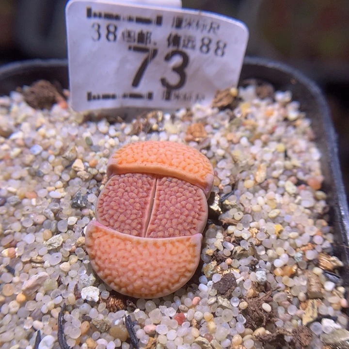 Sss精品生石花73