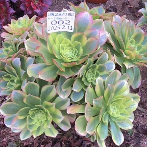 2.11-2奶白多肉植物