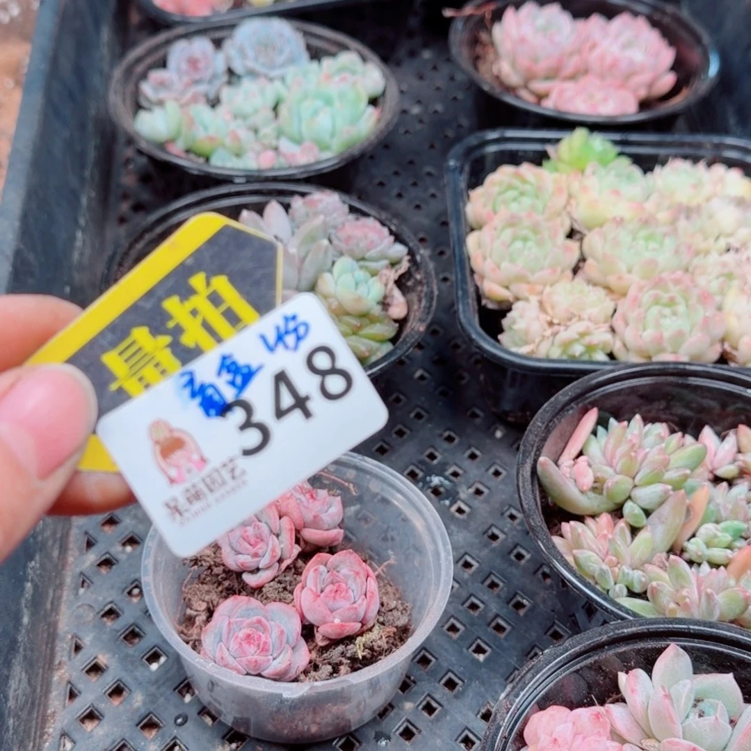 多肉植物多肉植物