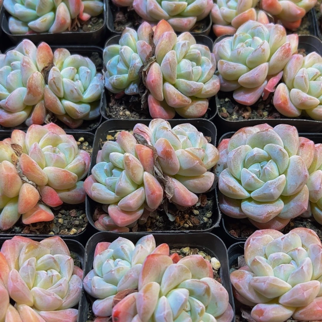 239四颗发货点点滴滴