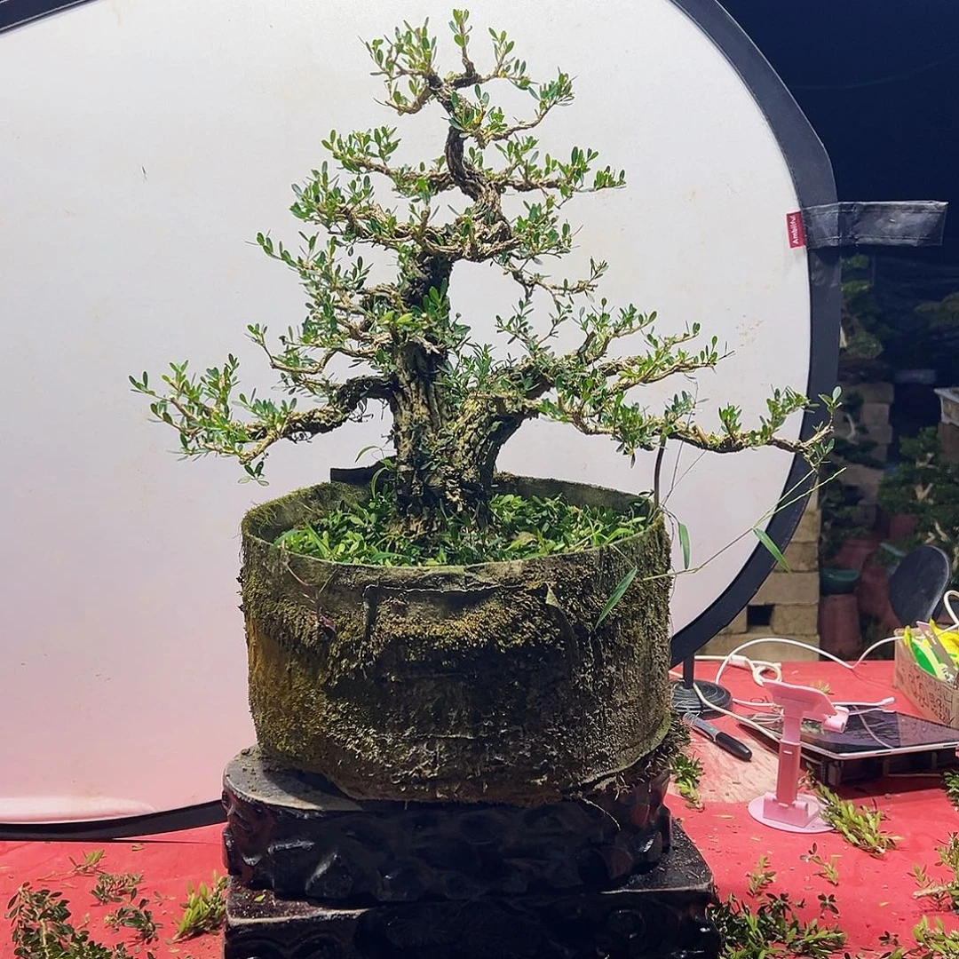 立***勺当前无花朵，栽培后可花朵