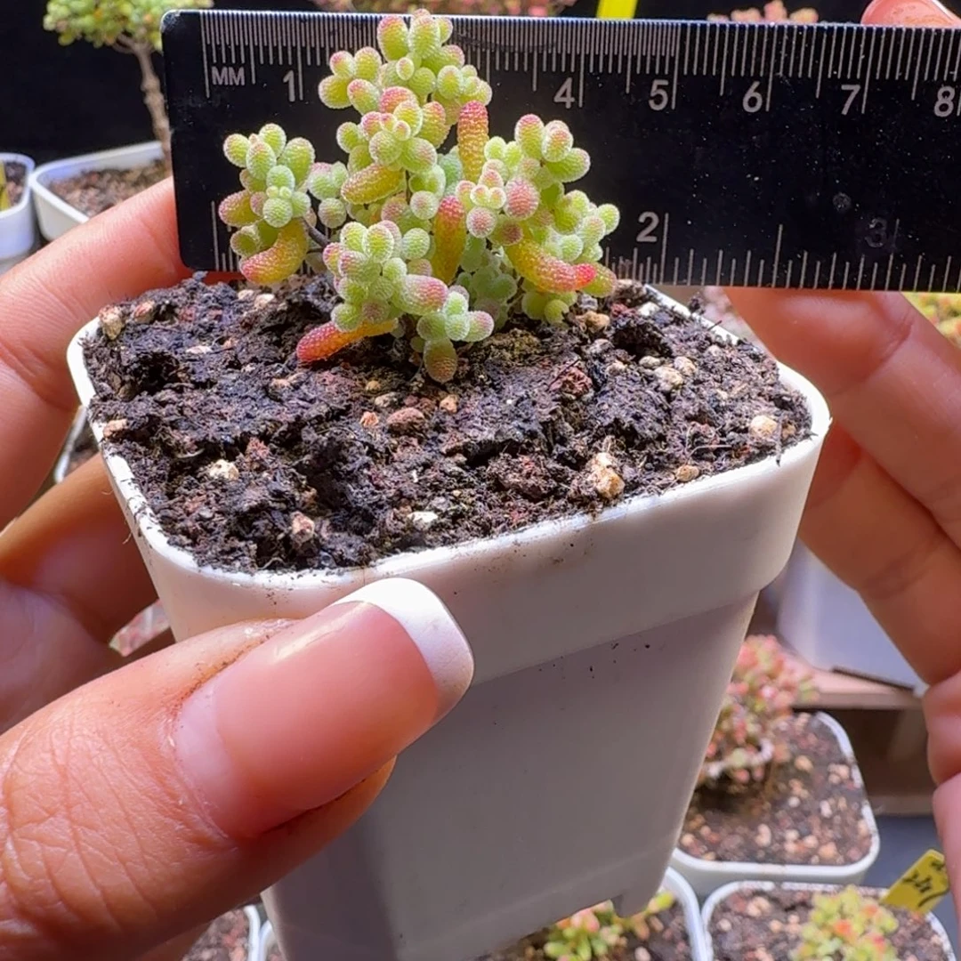 a170号橘子糖冠服3厘米左右