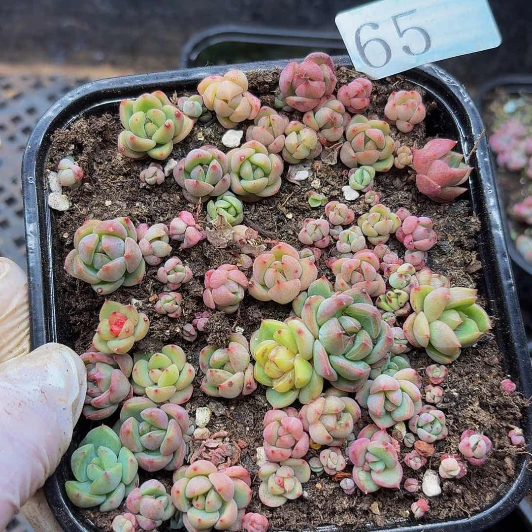 多肉植物多肉植物65