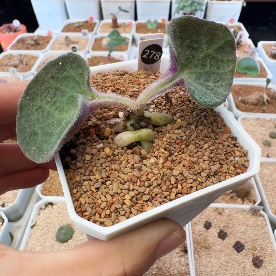 不***好多肉植物福利块根278