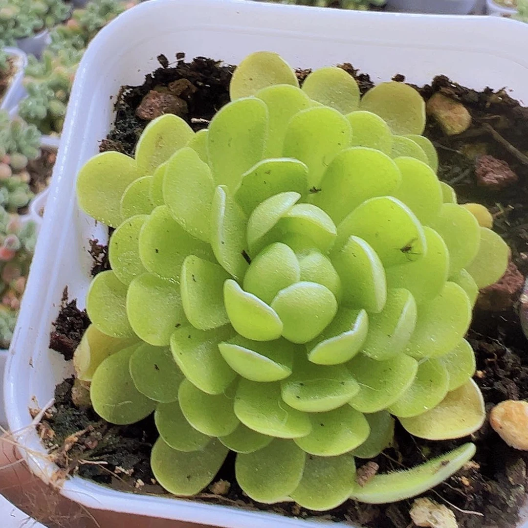 捕虫堇19包邮多肉植物