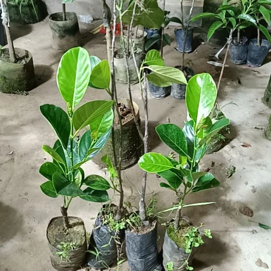 小黄金一物一拍原盆原土发货