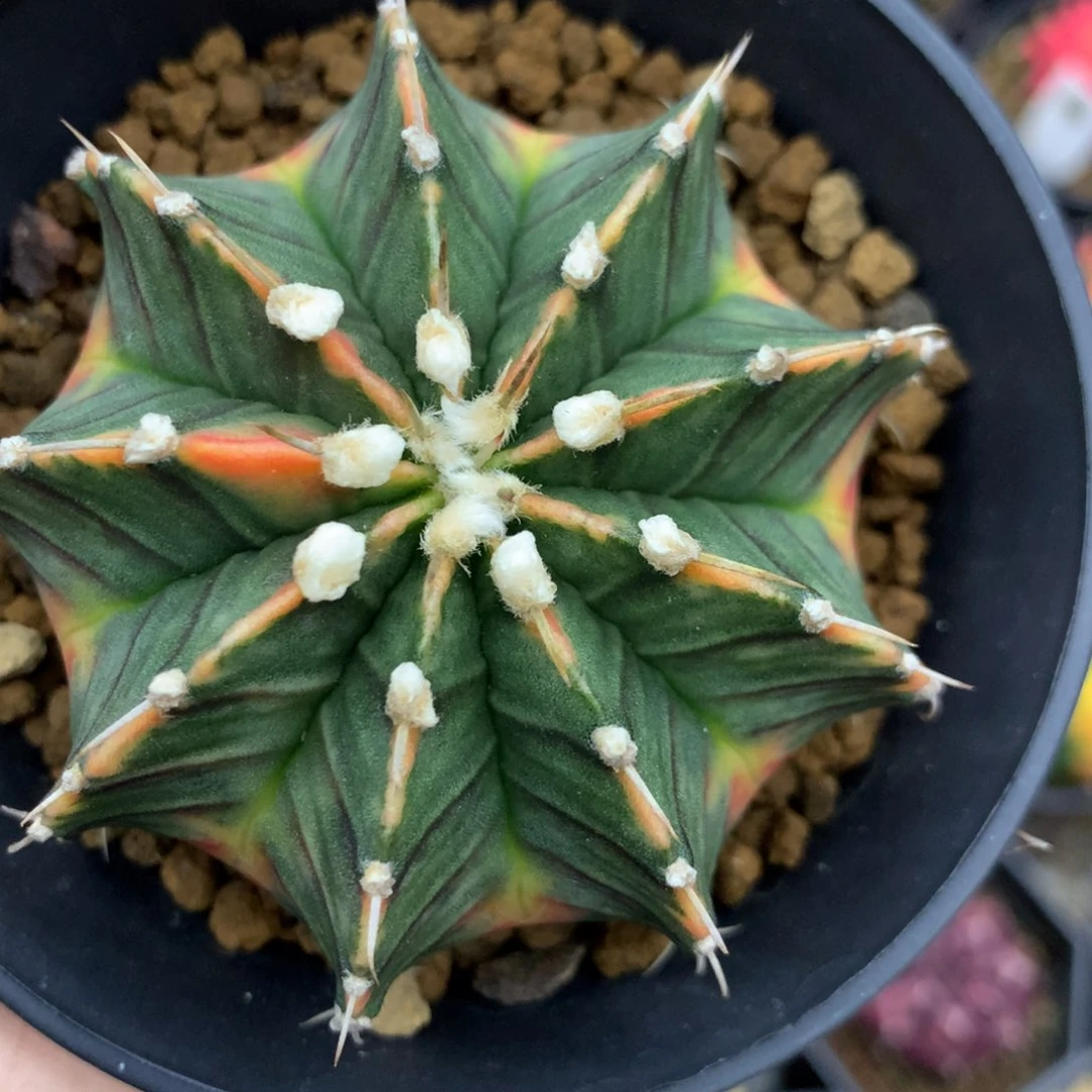 金*月仙人球一物一拍300