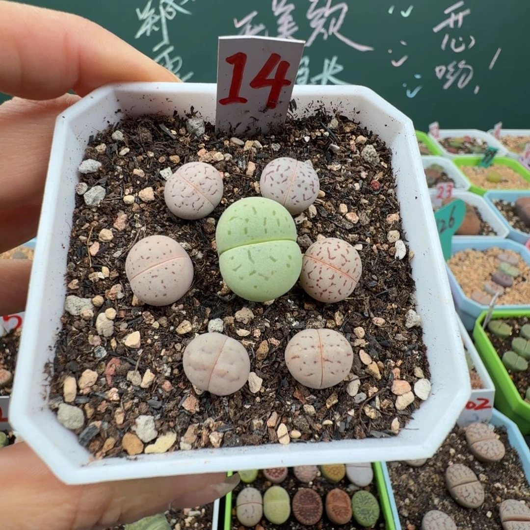 绿灵耀送6颗大白 脱土发货14