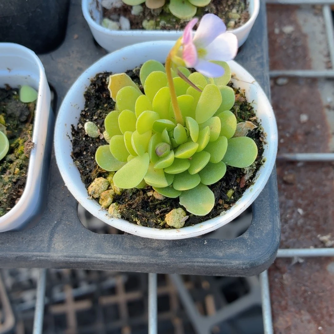 捕虫瑾多肉9.9包邮发货