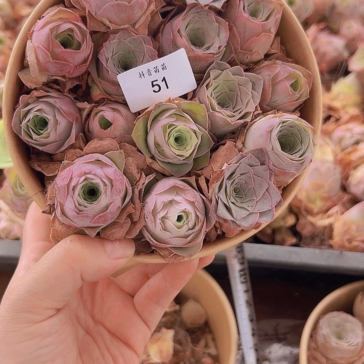山地玫瑰多肉植物山地51