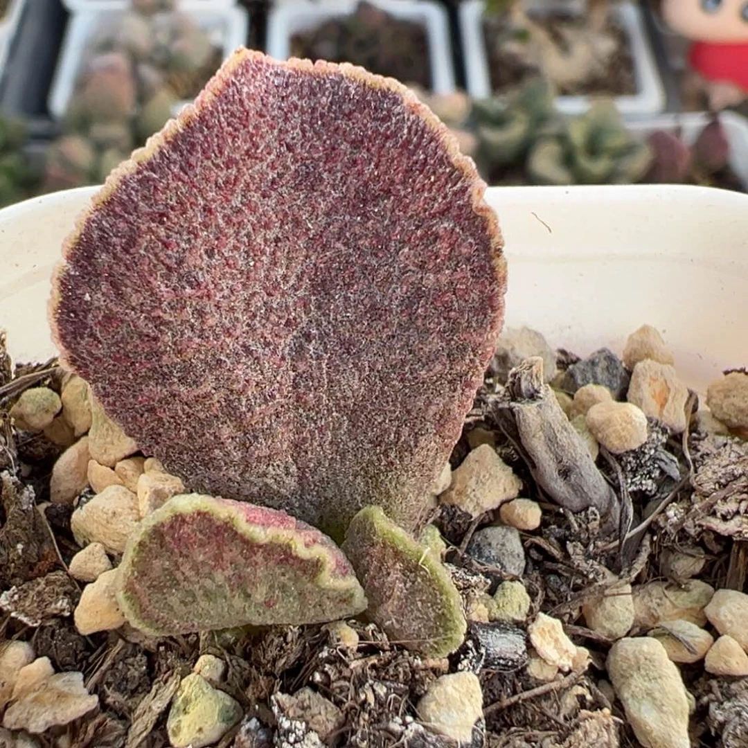 扇面金边实生新品大苗多肉植物
