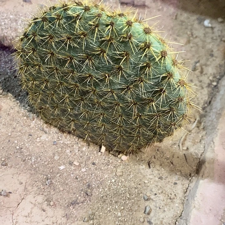 潮流植物金毛团扇一颗