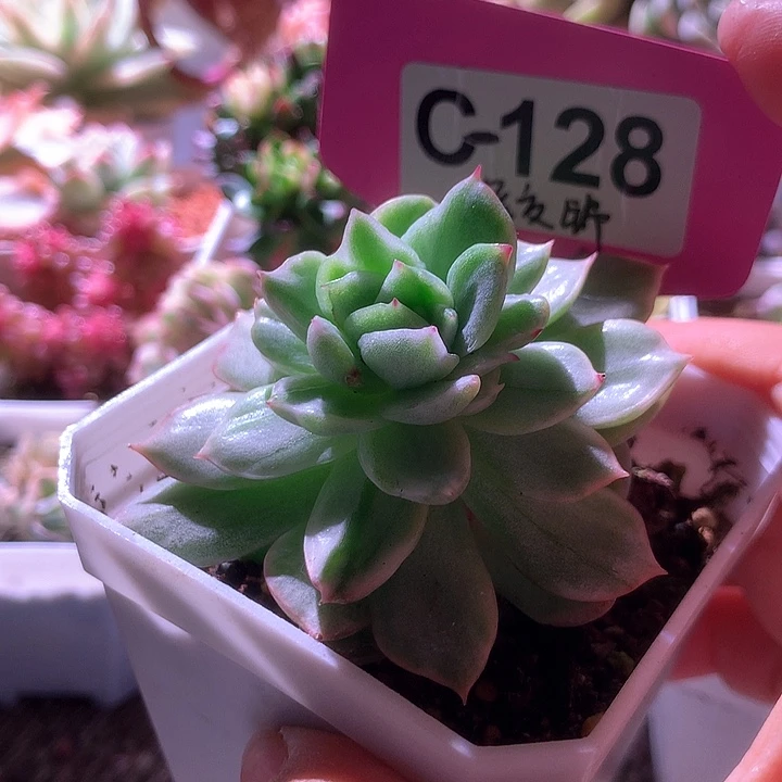 杂交锦有根有根有根