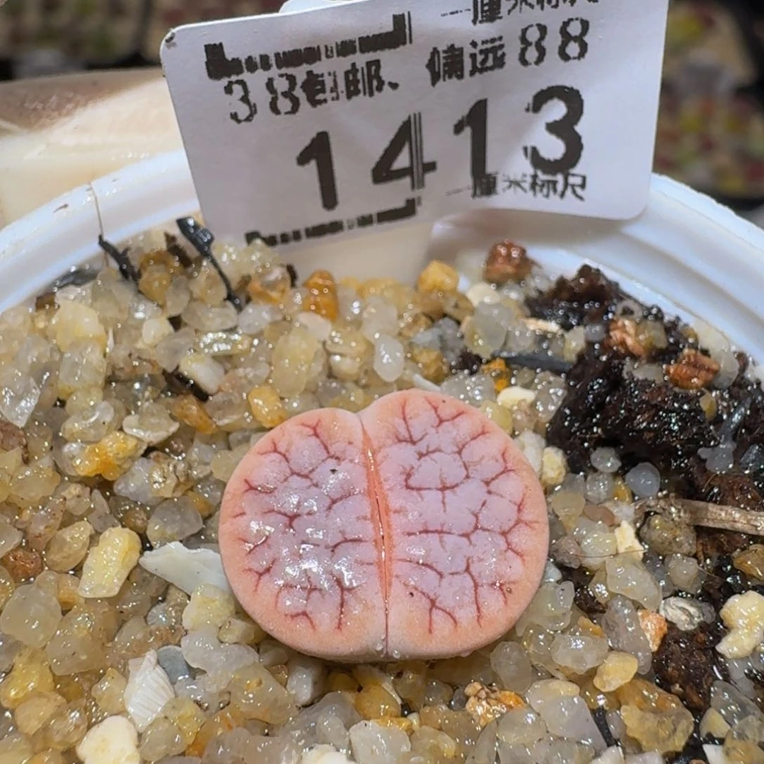Ssss精品生石花1413