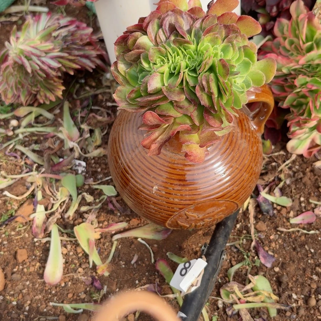 你8858 号多肉法师特价没有根