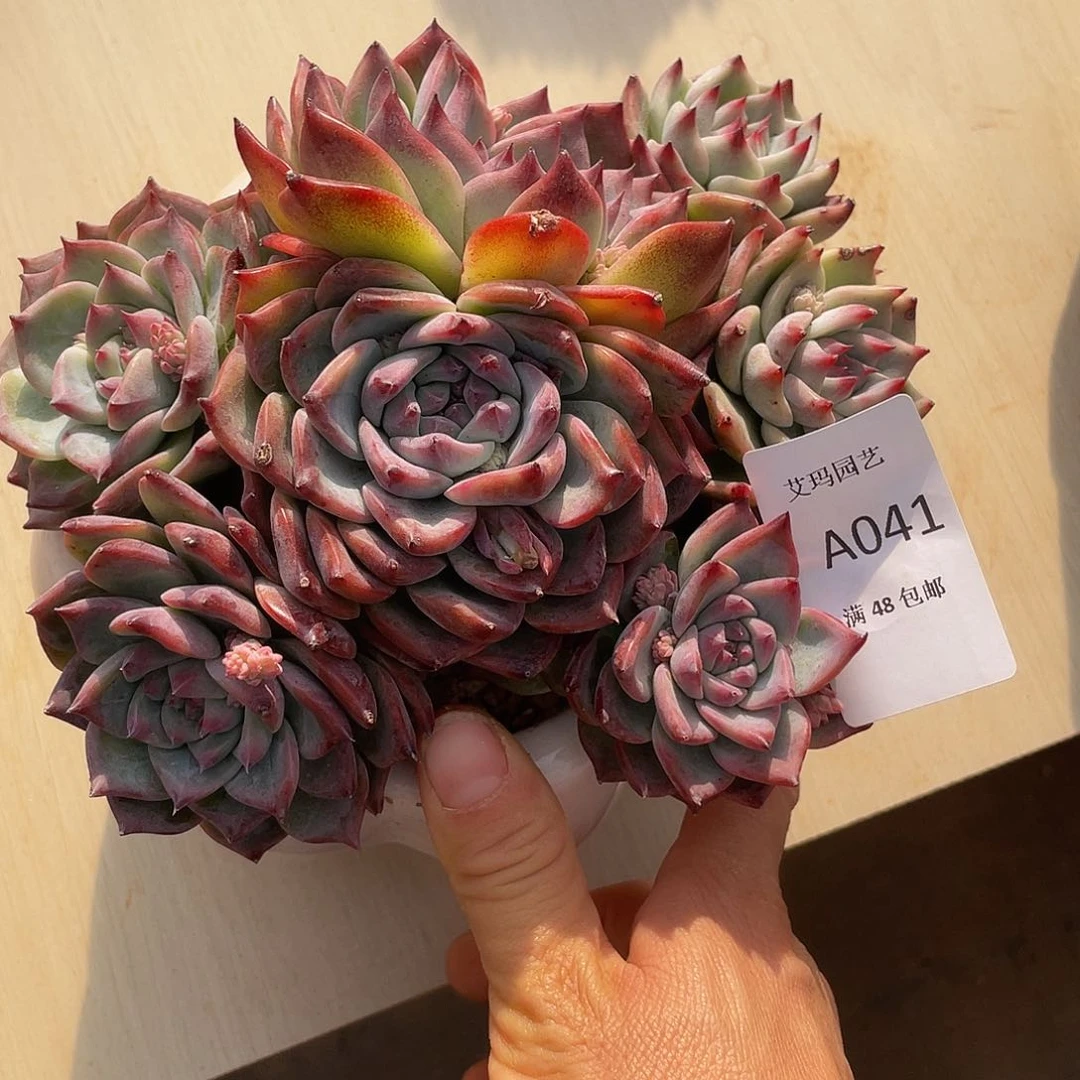 吉娃娃041 多肉多肉多肉