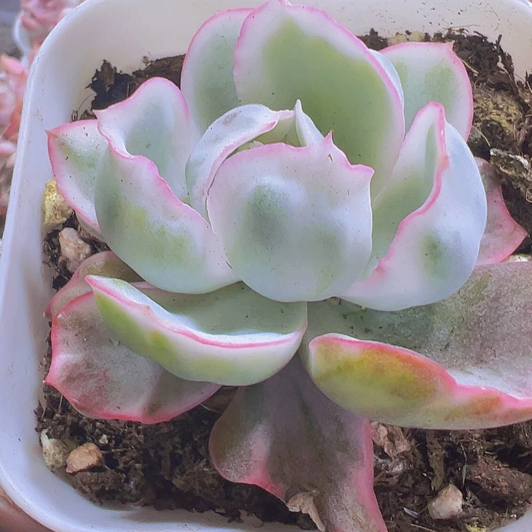 伯克利锦带盆带土19包邮