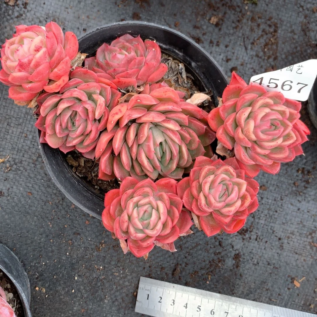 4567瑕疵不售后特价