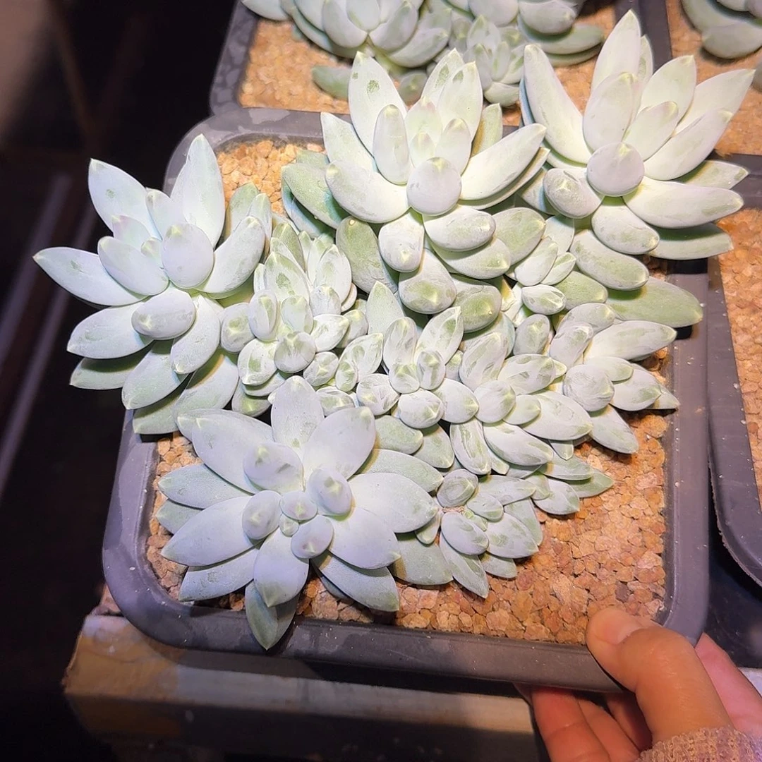 星空美人整无砍群生
