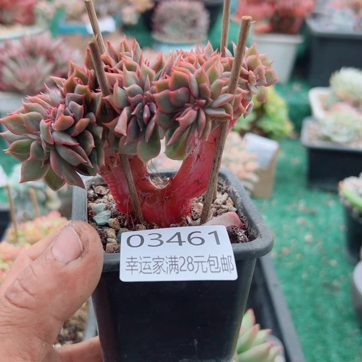 幸运的是我还没遇到你呢我的