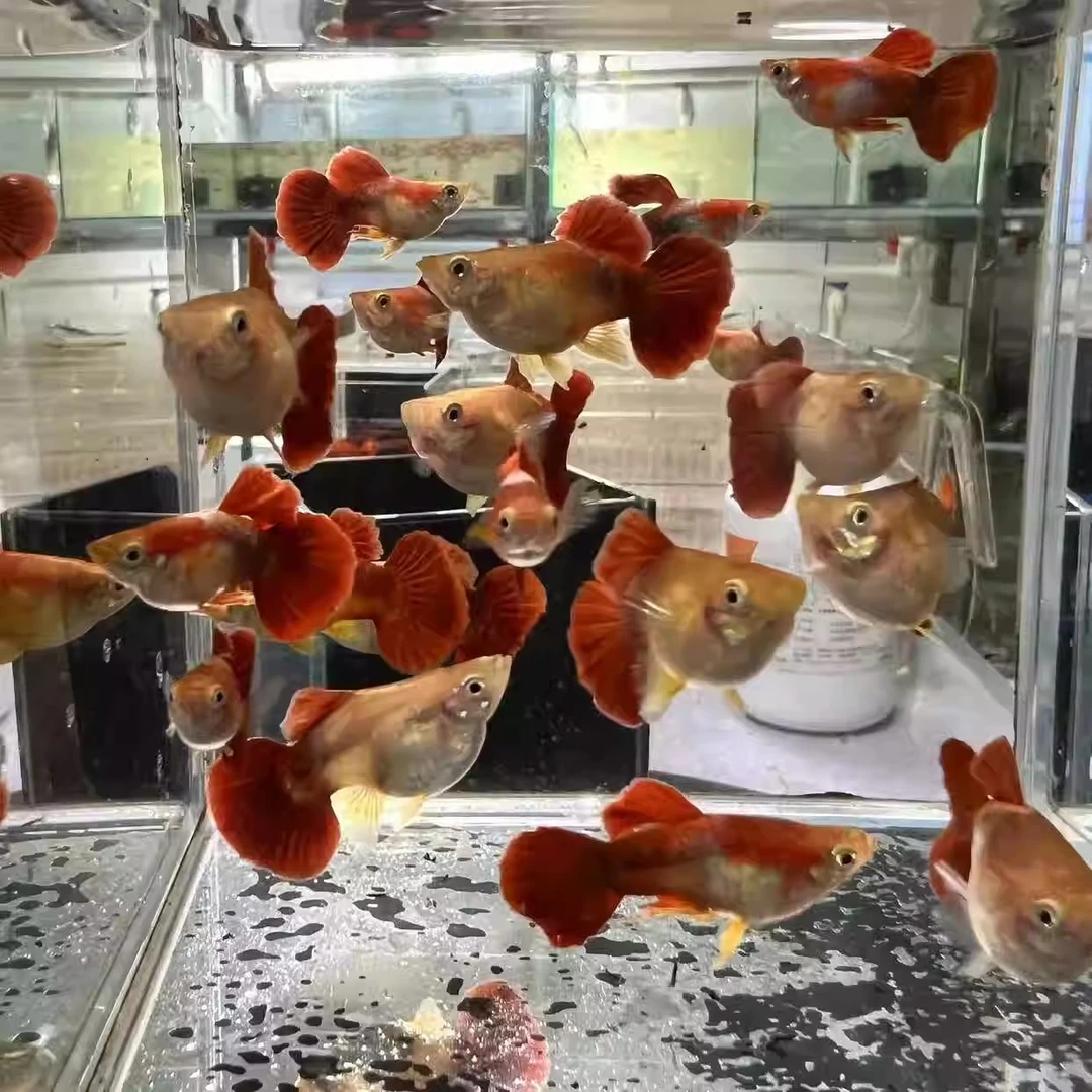 黄豹球孔雀鱼小型热带观赏鱼纯种好养耐活健康活跃