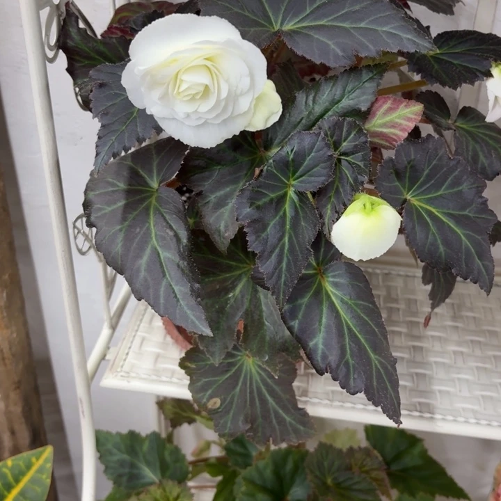 当前无花朵，栽培后可花朵白色夫妻海棠只包到手不包养护