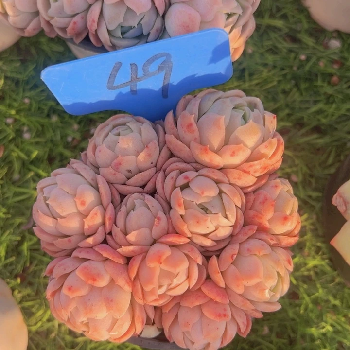 健健康康平平安安