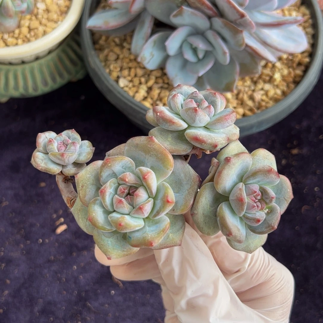 新年快乐 新年快乐