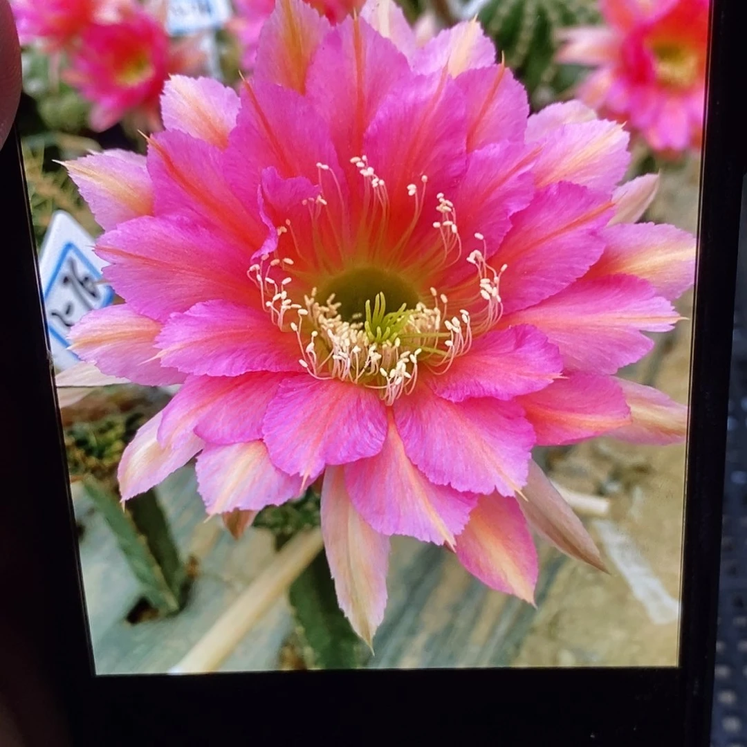 彩3-76侧芽歪5公分左右