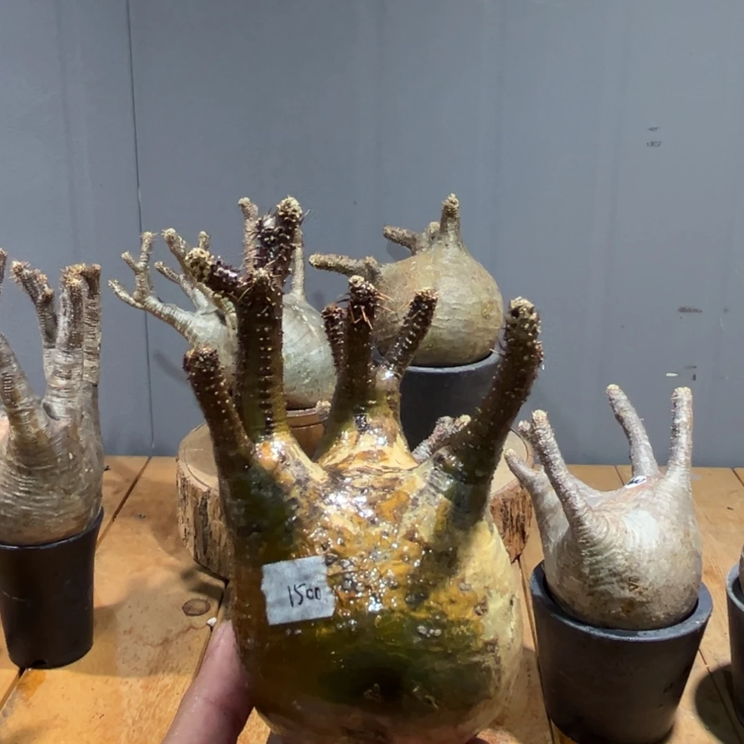 03象牙宫宫宫宫宫宫