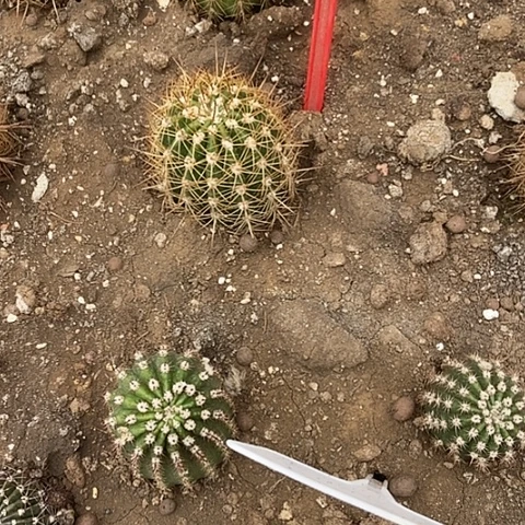 @****仙人掌粉色条饺A079