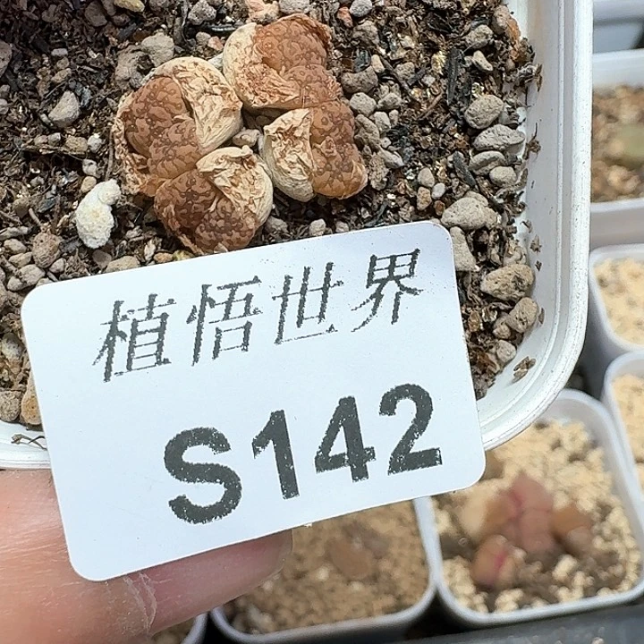 的植物多肉植物哇v