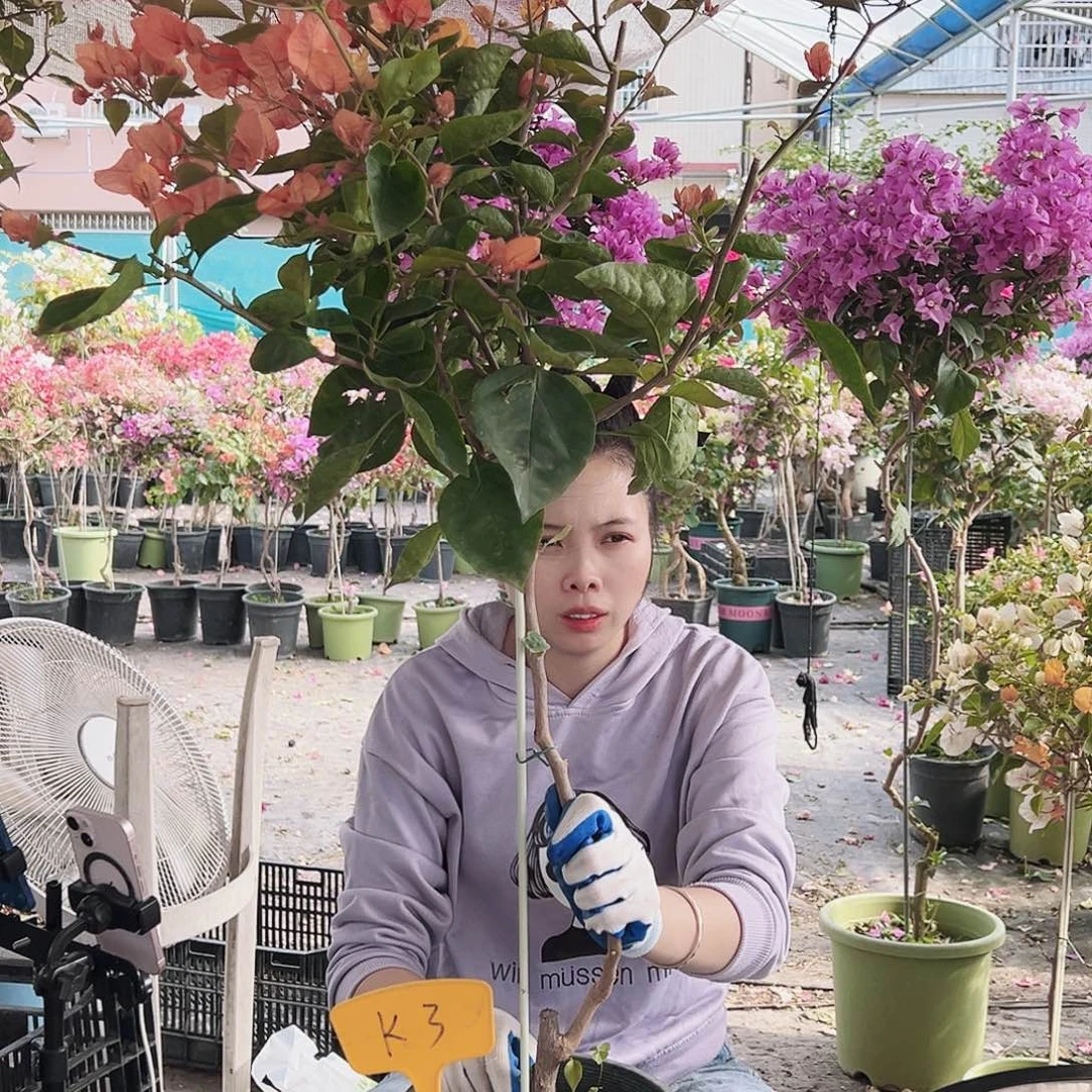 何***以大部分花苞少量开放K3阿达娜