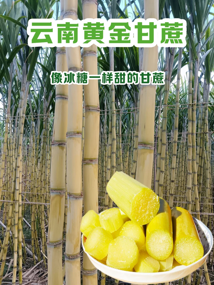 云南黄金甘蔗基地直发去头去尾(无老裂口)