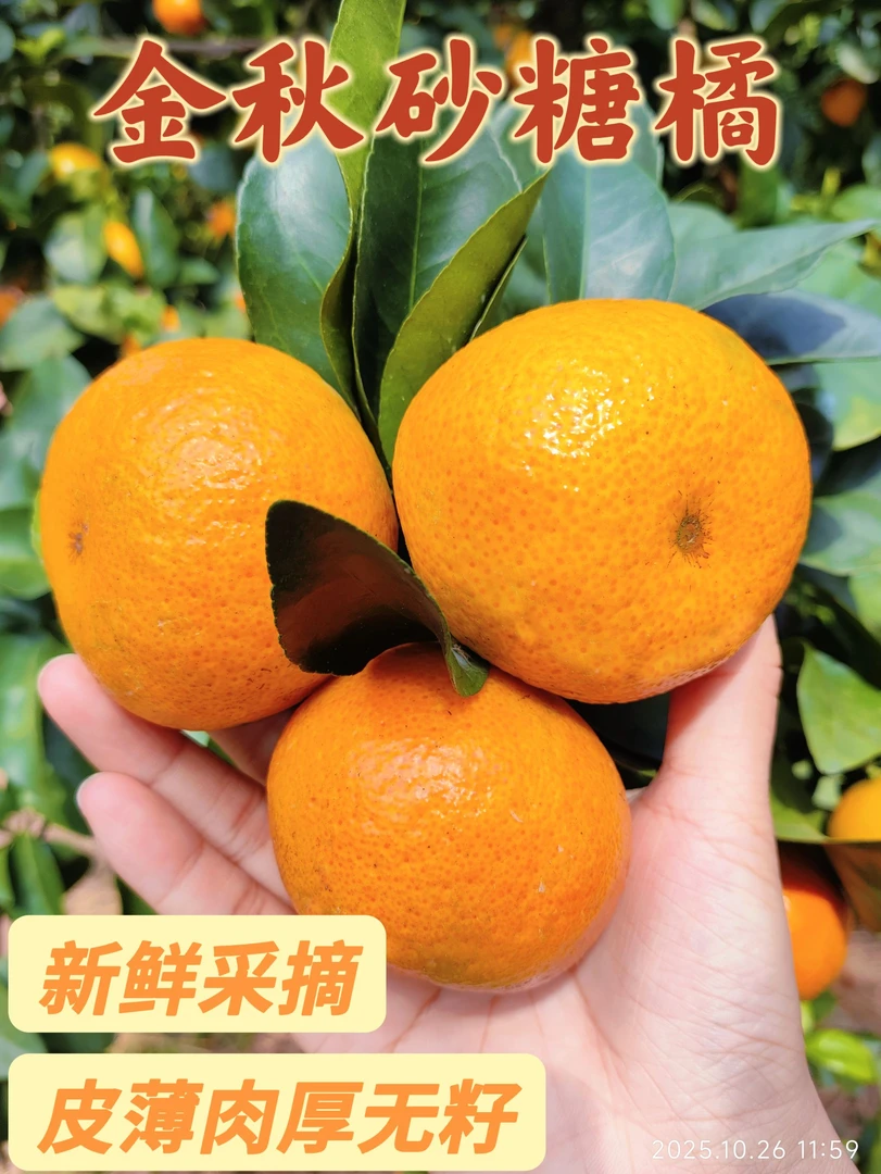 广西金秋砂糖橘头茬好果新鲜采摘细皮肉厚无籽多汁应季水果香甜美