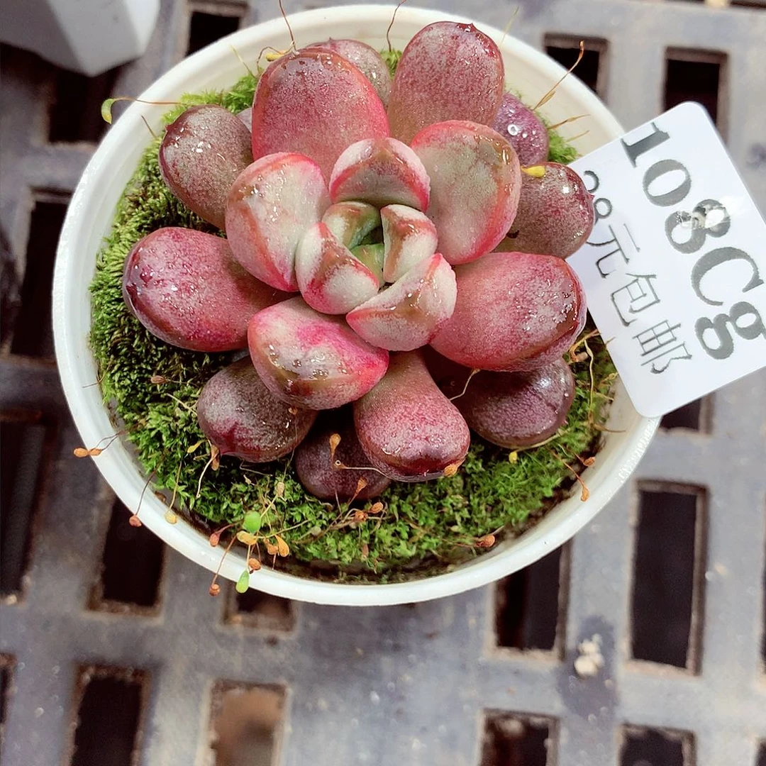 5厘米盆精控多肉108