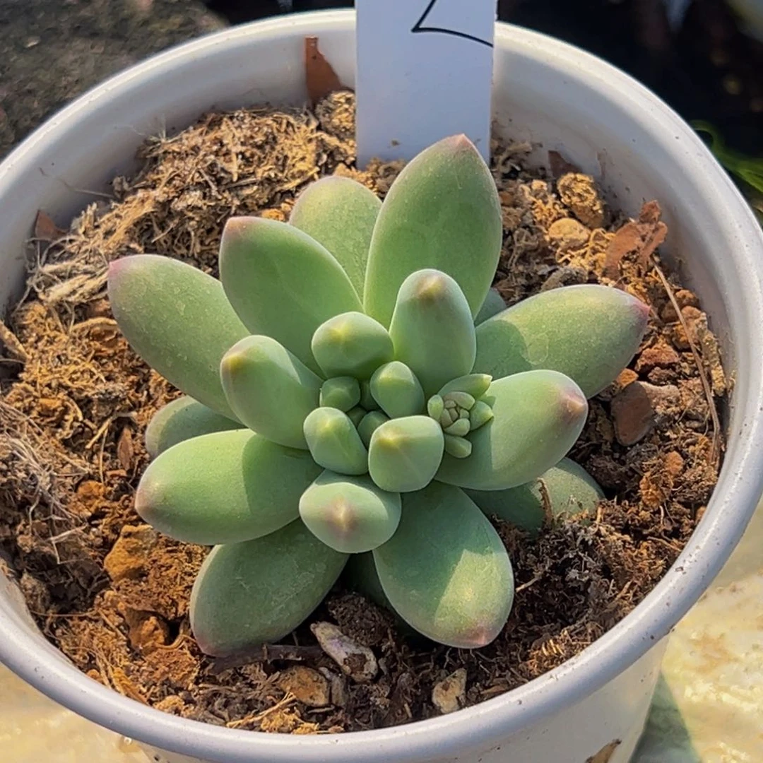 6002号下午多肉植物群生