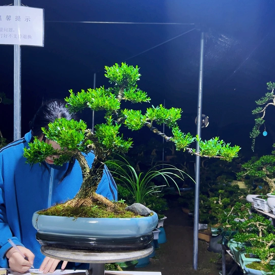 无花朵黄杨木