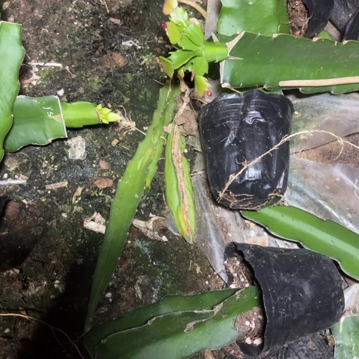 达***尼哈珀斯砍加嫁接小苗一颗一拖五