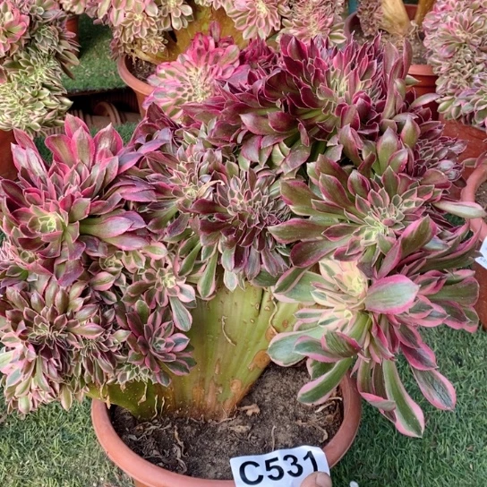 粉女巫拉丝锦缀化531