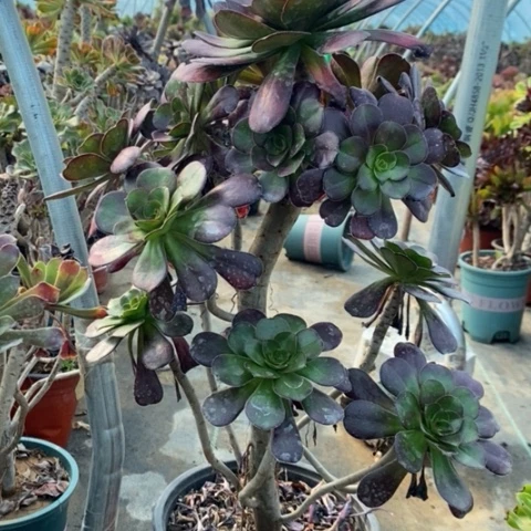 厚圆叶多肉植物043