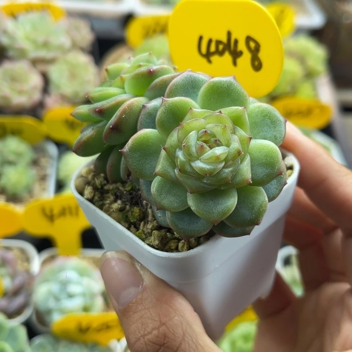 沅芷珍妮双头4048