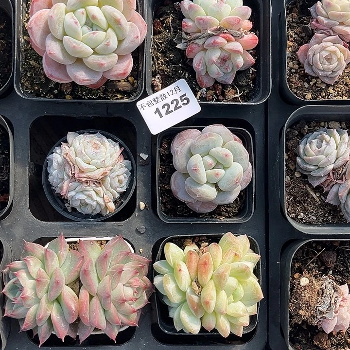 阿雅园艺。      1225六颗