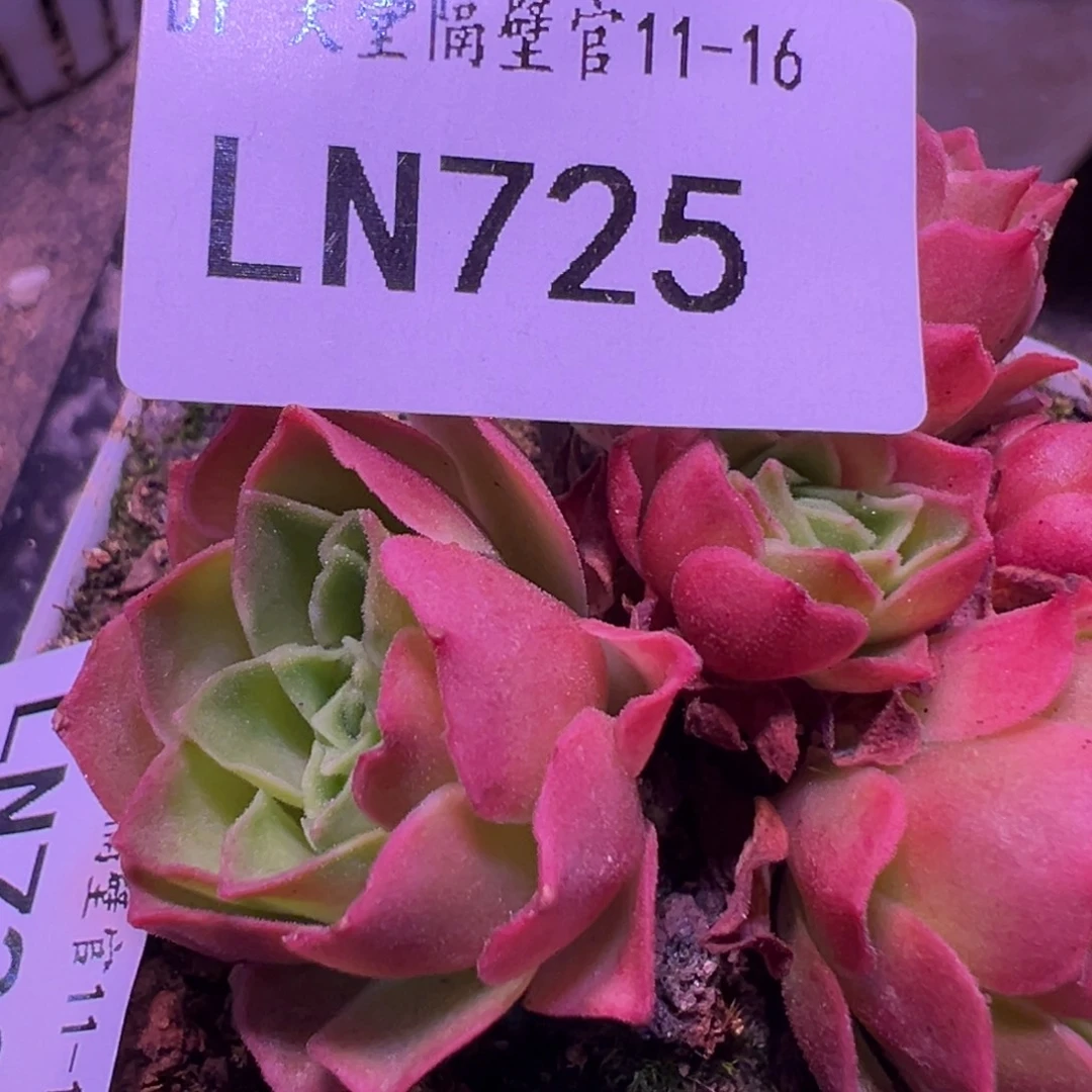 LN725潘系白龙1代-2个侧芽一体