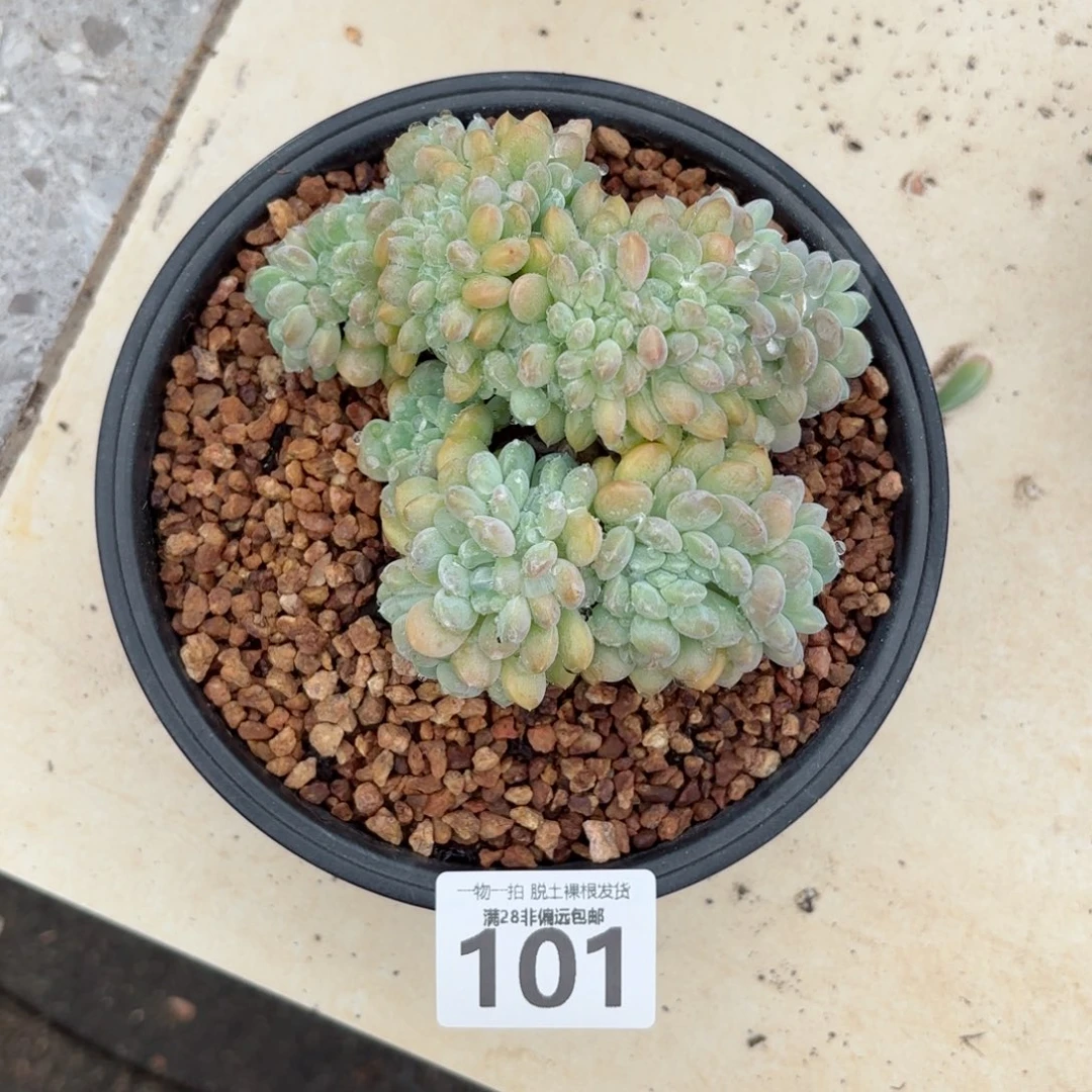冰桃缀化无盆土发货