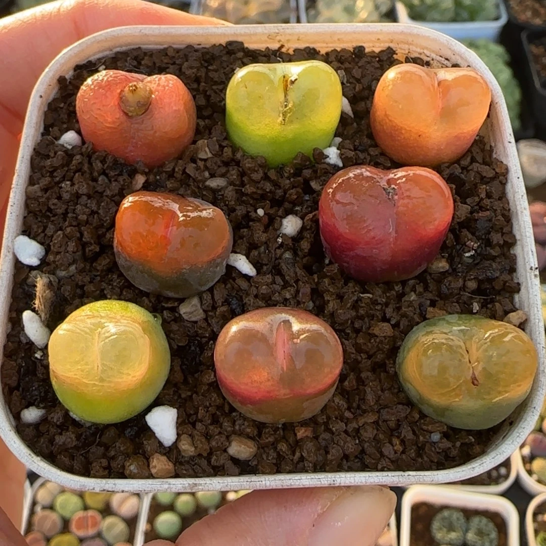 毛毛组合多肉植物百科